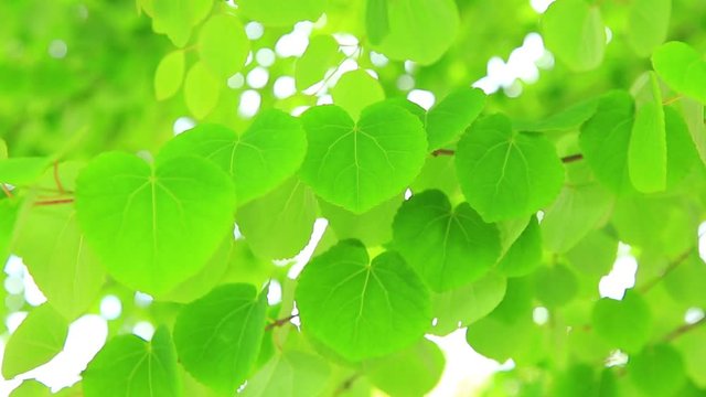 Heart shaped leaves swaying in the wind