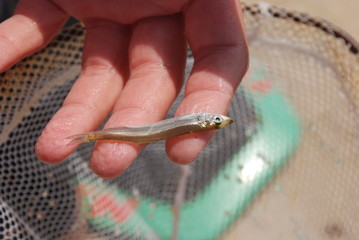 Tiny minnow fish being held by male hand. fishing bait. Fish that has been caught