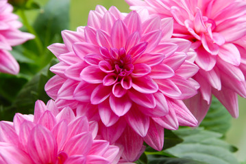 Obraz premium Close up of pink dahlia flowers in the garden