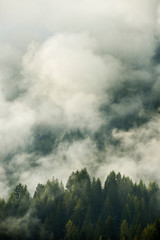 Ambiente naturale degli abeti alle pendici delle montagne tra le nuvole