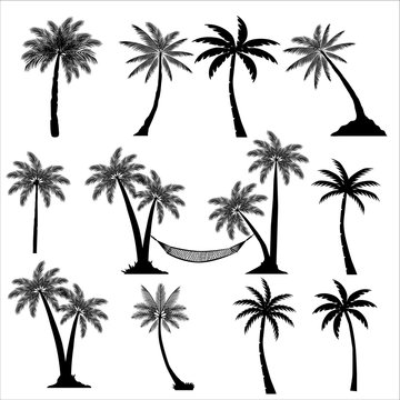 Tropical Palm Trees Set Silhouettes. Vector illustration Black isolated on white background. Illustration In Nature Style. For Web Banners, Posters, Cards, Wallpapers. 