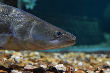 Poisson d'eau douce