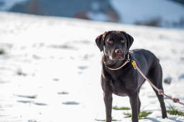 handsome young brown labrador retriever