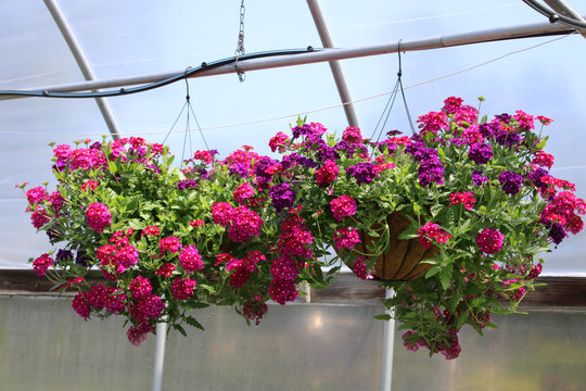 Colorful Hanging Baskets 