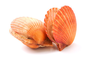 Raw scallop on white background 