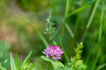 Fleur rose des champs et criquet vert