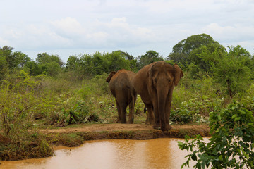 Naklejka na ściany i meble Asian elephant in Udawalawe National Park, Sri Lanka