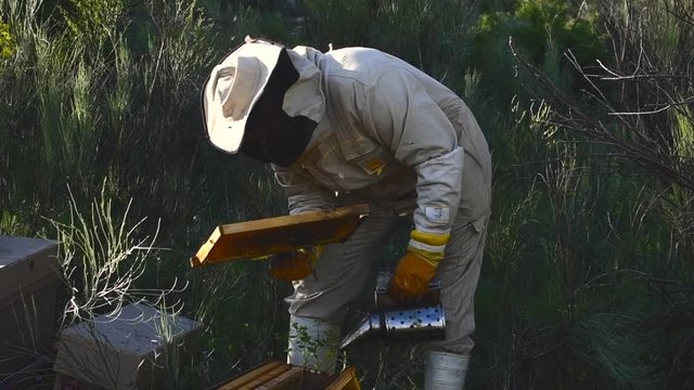 beekeeper looking at a honeycomb with many bees around his head. zoom in camera movement