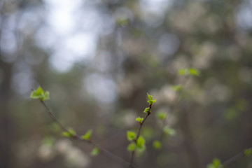 The first green tender leaves on a branch. Nature background, selective focus.