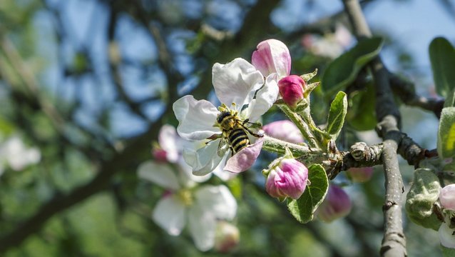 Bee On Apple Blossom