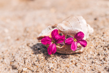 Fototapeta na wymiar Pink flowers in an empty seashell on a sand background.Summer concept.Selective focus with shallow depth of field.Copy space for text