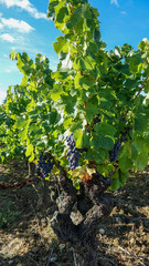 Fototapeta na wymiar Vielle vigne avec raisin