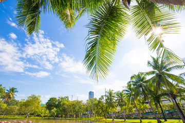 Obraz premium Coconut green tree tropical forest in city park against blue sky