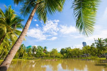 Coconut green tree tropical forest in city park against blue sky