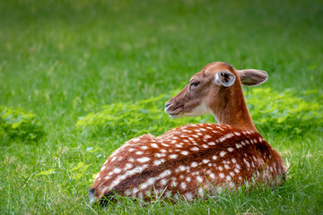 Ein geflecktes Rehkitz liegt auf der Wiese und ruht sich aus