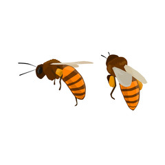 Set of honey bees isolated icon. Animal of honeybee on white background.