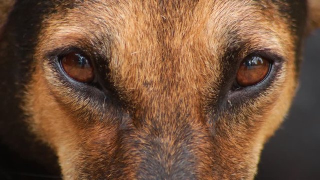 Closeup of indian brown dog ,looking at the camera with a unique smile.
