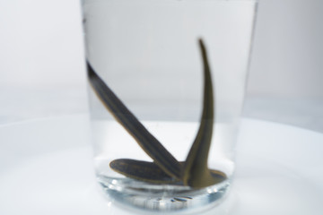 Hirudotherapy. medical leeches in a glass in water