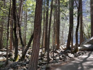 Forest in Yosemite national park, USA