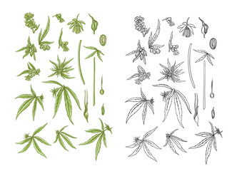 Hemp, cannabis plant. Set of elements for design. Color and outline vector illustration. In botanical style Isolated on white background..
