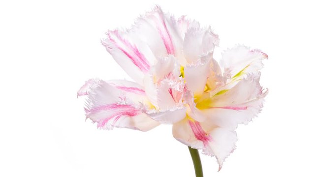 Timelapse of bright pink striped colorful tulip flower blooming on white background. 4K