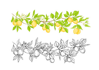Lemon tree branch with lemons, flowers and leaves. Element for design. Outline and colored hand drawing vector illustration. Isolated on white background..