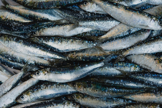 Close up of fresh sardines