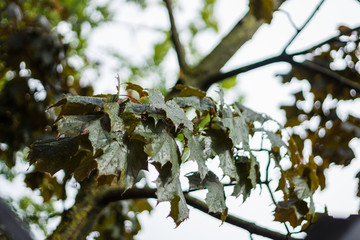 birch leaves in spring