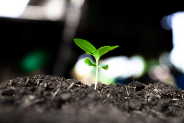 green Young Plant Growing for business concept. Save the world concept.
