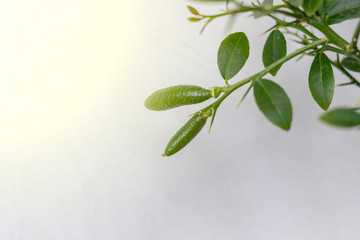Unripe small fruits of a citrus plant Faustrimedin. Hybrid with light green leaves grown at home on a window sill. Close-up with sunflares. Selective focus and copy space. Indoor citrus tree growing