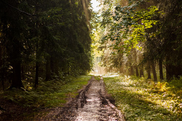 Fototapeta premium path in the woods