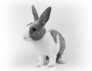 green Young Plant Growing for business concept. Save the world concept.