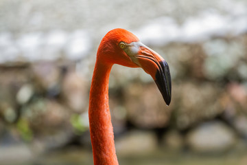 Neck and face of a flamingo