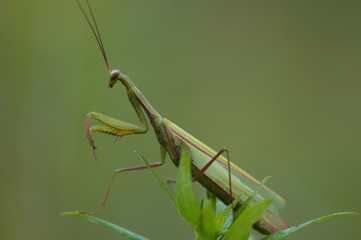 Praying Mantis