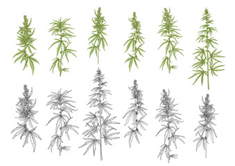 Hemp, cannabis plant. Set of elements for design. Color and outline vector illustration. In botanical style Isolated on white background..