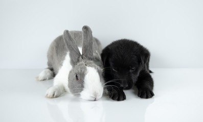 rabbit and dog sit on white table background. Easter day