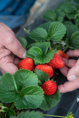  strawberries grown  with hands in the greenhouse with a beautiful and tasty big red strawberry in the foreground