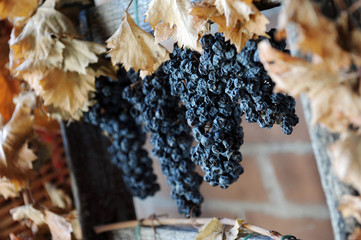 dried grapes with which the famous Italian wine of Sagrantino di Montefalco in Umbria region Italy is produced to dry to make a passito wine and dry leaves