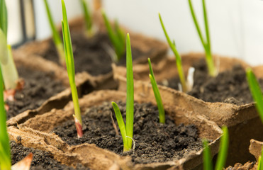 Green growing garlic planted in a peat container