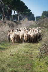Obraz premium flock of sheep viewed from behind on a green road with pine trees typical of the Lazio coast in Italy