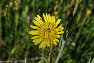 Flor silvestre amarilla en primavera