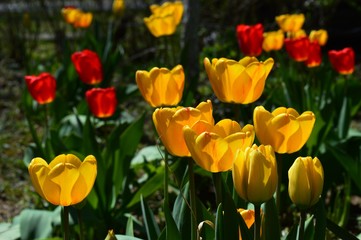 colorful tulips in the spring