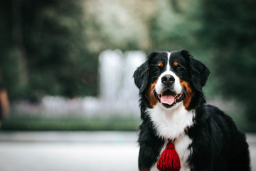 Bernese mountain dog in green park background. Active and funny bernese.	
