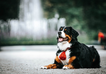 Bernese mountain dog in green park background. Active and funny bernese.