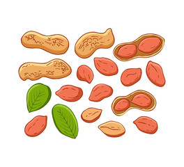 Set of peanut images isolated on white background. Flat vector illustration. Peanuts, nuts in shell and  leaves.