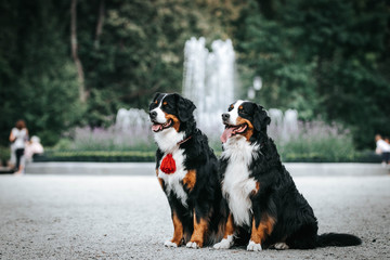 Bernese mountain dog in green park background. Active and funny bernese.	