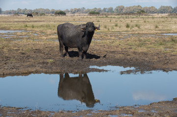 buffalo animal for the production of meat and milk used to produce the DOP buffalo mozzarella in southern Italy with a large pool where they can swim