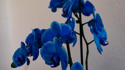Fototapeta na wymiar Blue Orchids