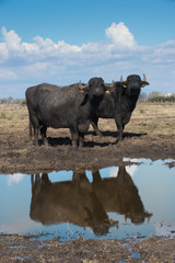 wild breeding of buffalo cows for the production of meat and milk used to produce the DOP buffalo mozzarella in southern Italy with a large pool where they can swim
