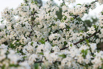 Beautiful spring blooming cherry tree, white flowers